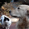 srawoof11